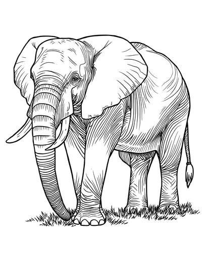 Felnőtteknek részletes állatos színező Frontális